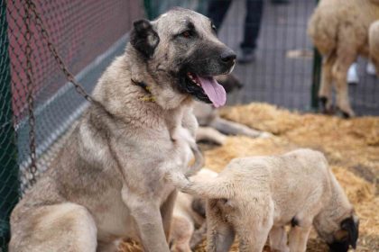 keciorende-anadoluya-acilan-kapi-sivas-gunleri-basladi