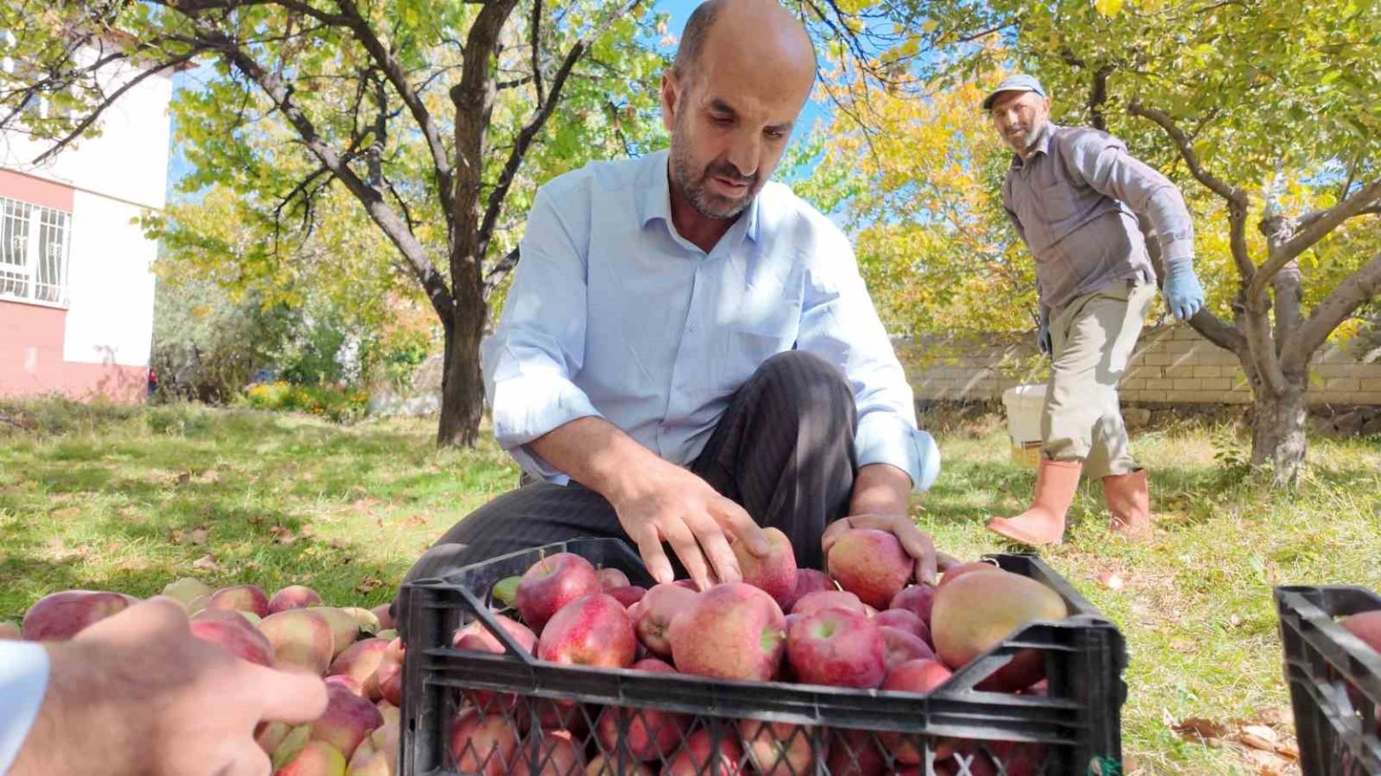 kislik-elmalar-dallardan-indirilmeye-baslandi