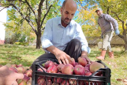 kislik-elmalar-dallardan-indirilmeye-baslandi