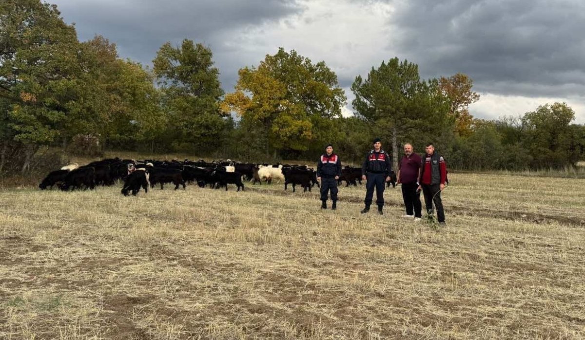 kutahyada-kayip-70-keci-jandarma-tarafindan-bulundu