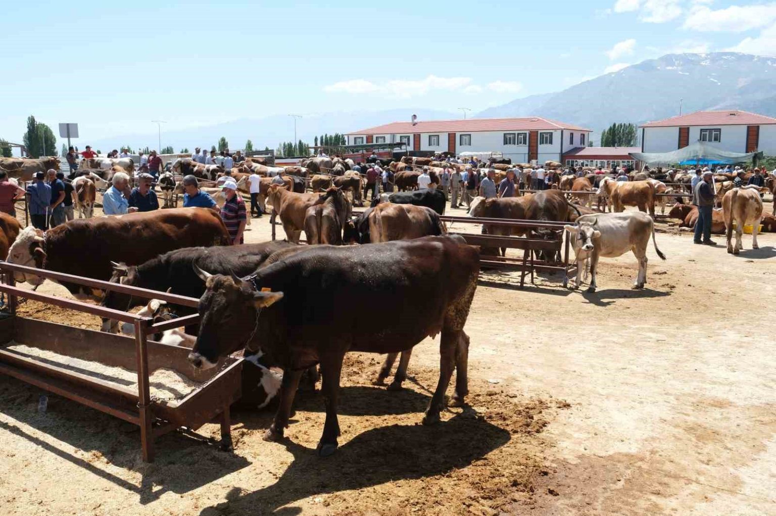 refahiyenin-34-koyunde-sap-karantinasi