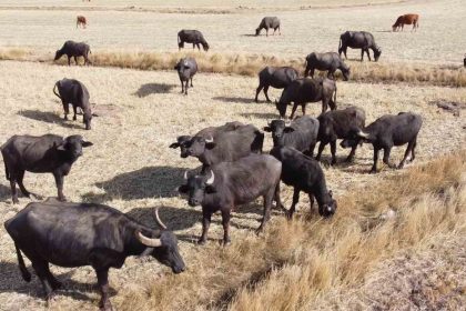 sulak-ve-serin-yerleri-seviyor-yogurdu-ve-kaymaginin-lezzeti-herkesce-biliniyor