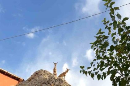 tuncelide-dag-kecilerinin-sevimli-halleri-gulumsetti