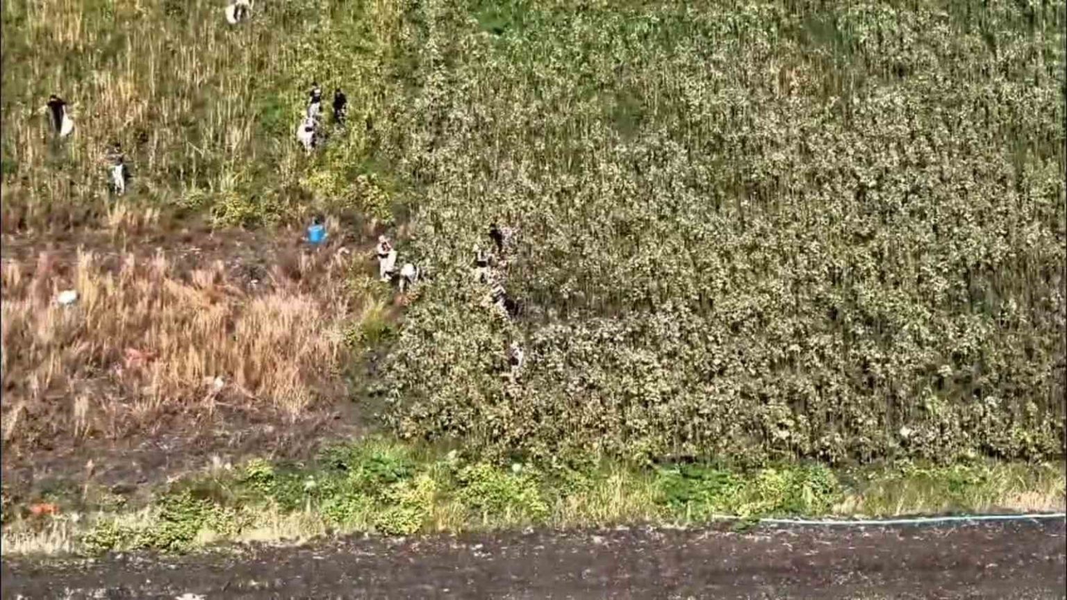 uyusturucu-tarlasinda-bin-876-kok-kenevir-ele-gecirildi-3-tutuklama