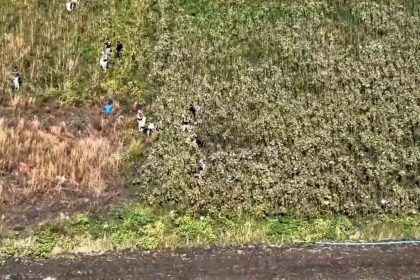 uyusturucu-tarlasinda-bin-876-kok-kenevir-ele-gecirildi-3-tutuklama