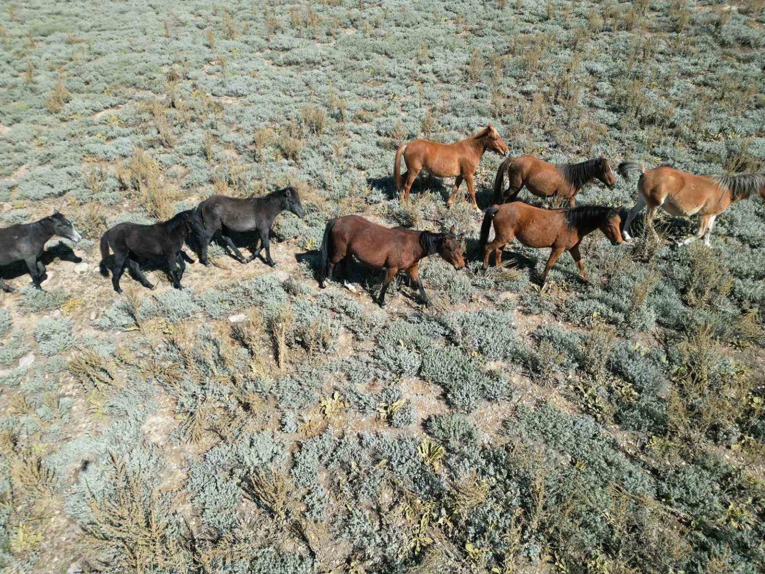 yaylalardan-koylere-inmeye-baslayan-yilki-atlari-dron-ile-goruntulendi