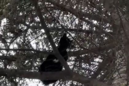 agacta-mahsur-kalan-kedi-itfaiye-ekiplerince-kurtarildi