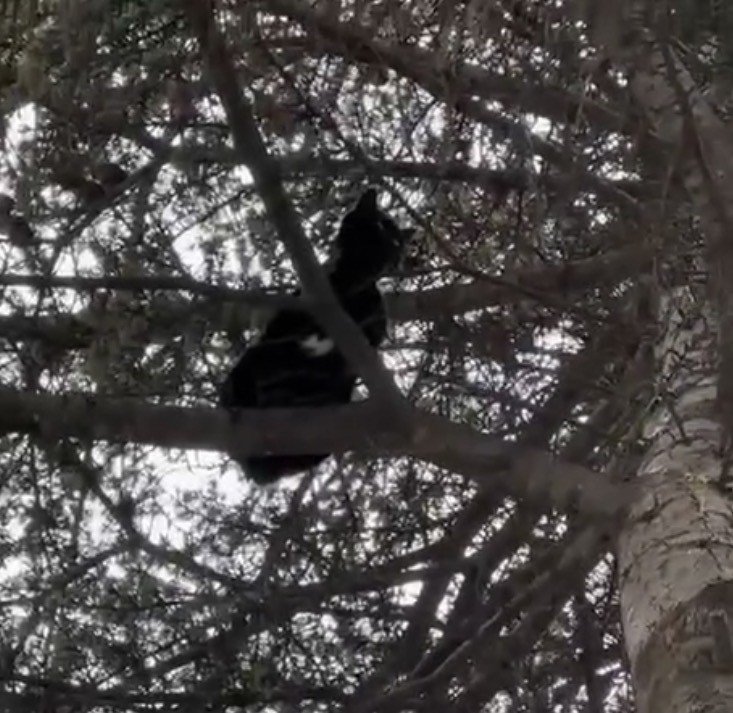 agacta-mahsur-kalan-kedi-itfaiye-ekiplerince-kurtarildi