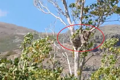 bayburtta-bir-koyu-alarma-gecirmisti-kopeklerden-kacan-yavru-ayi-bu-kez-agac-ustunde-goruldu
