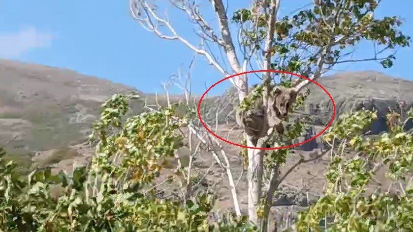 bayburtta-bir-koyu-alarma-gecirmisti-kopeklerden-kacan-yavru-ayi-bu-kez-agac-ustunde-goruldu