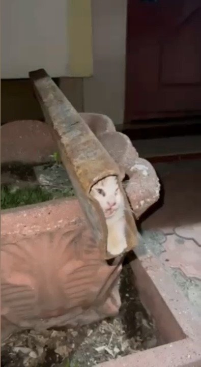 demir-profile-sikisan-kediyi-itfaiye-ekipleri-kurtardi