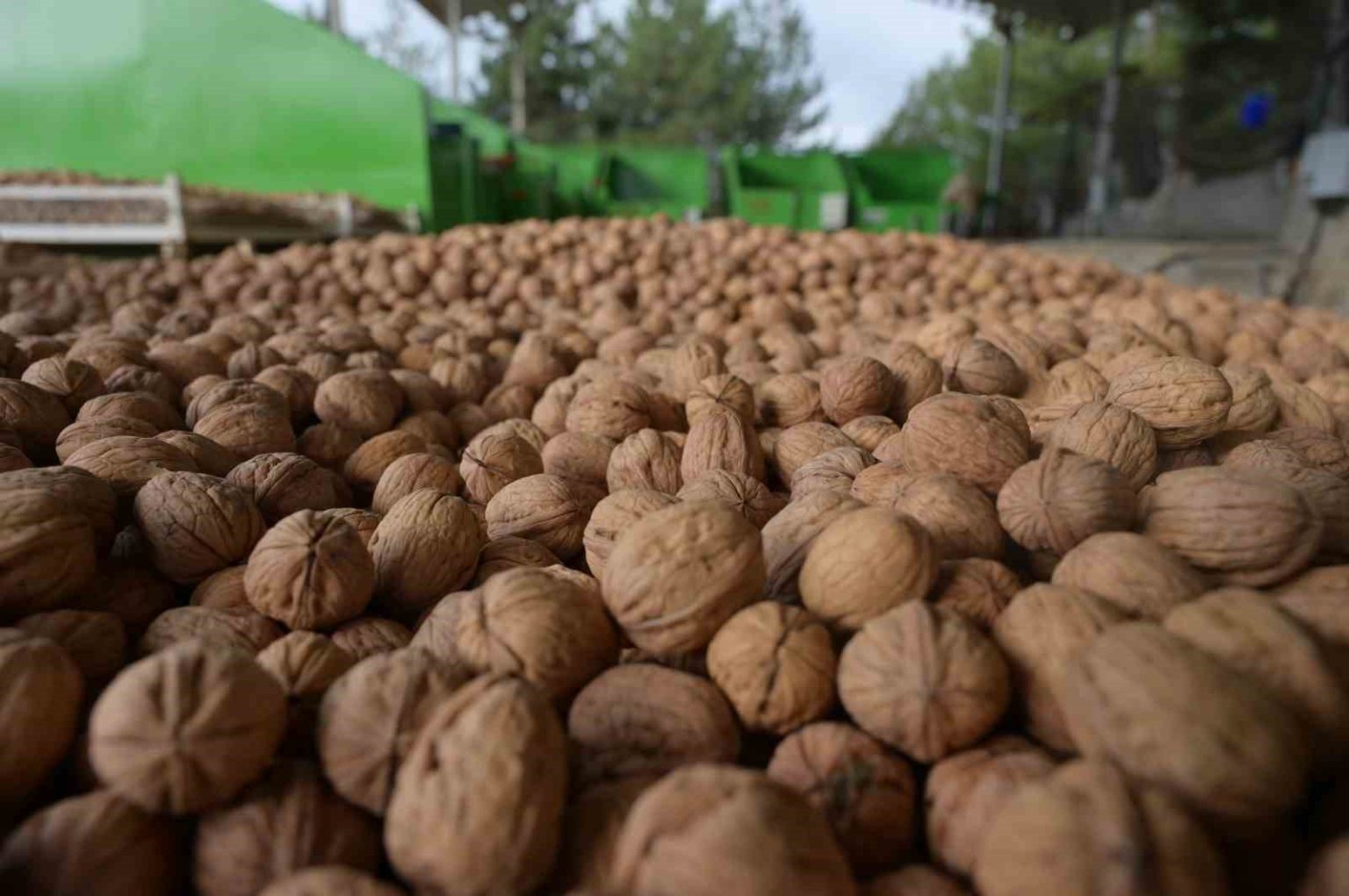 denizlide-sezonun-ilk-ceviz-hasadi-tavasta-yapildi