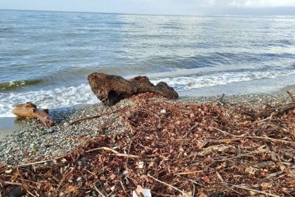 edremitte-siddetli-lodos-sahili-agac-dallari-ve-yosunla-doldurdu