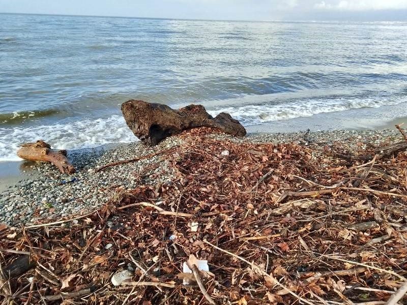 edremitte-siddetli-lodos-sahili-agac-dallari-ve-yosunla-doldurdu