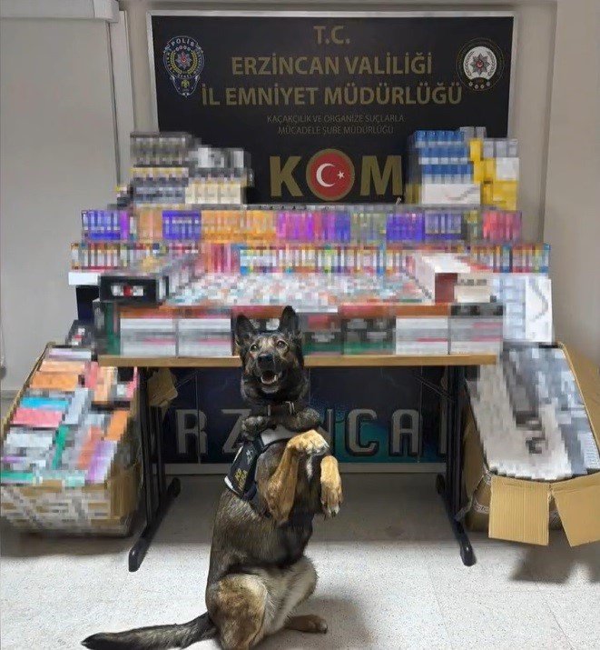 erzincanda-dedektor-kopegi-hera-11-bin-600-kacak-urunu-yakalatti