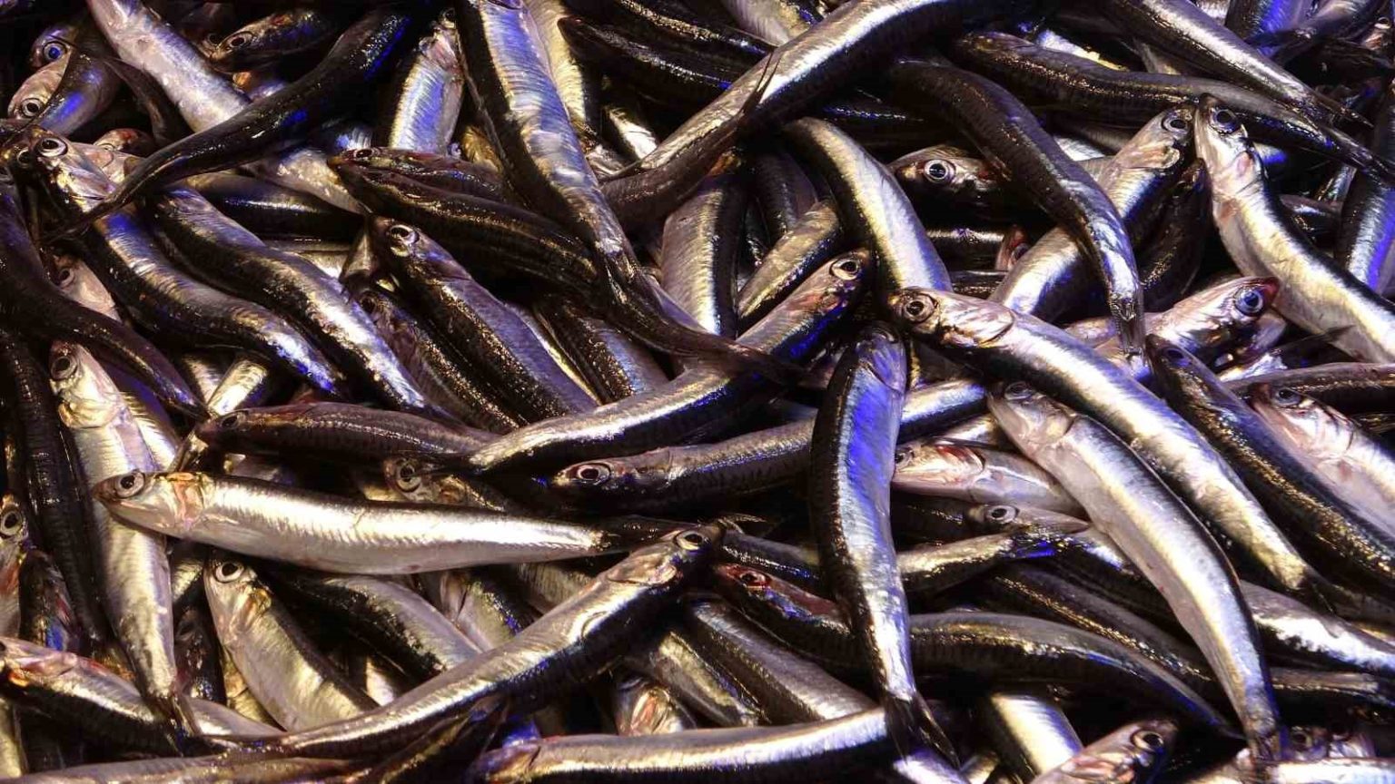 hamsinin-ihracatina-boy-engeli