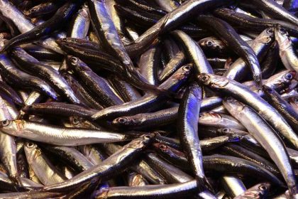 hamsinin-ihracatina-boy-engeli