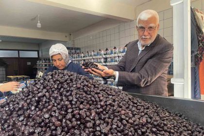 her-6-sofralik-zeytinden-birini-bursa-ve-balikesir-uretecek