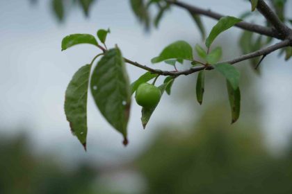 kis-ayina-gunler-kala-cicek-acan-erik-agaclari-meyve-verdi