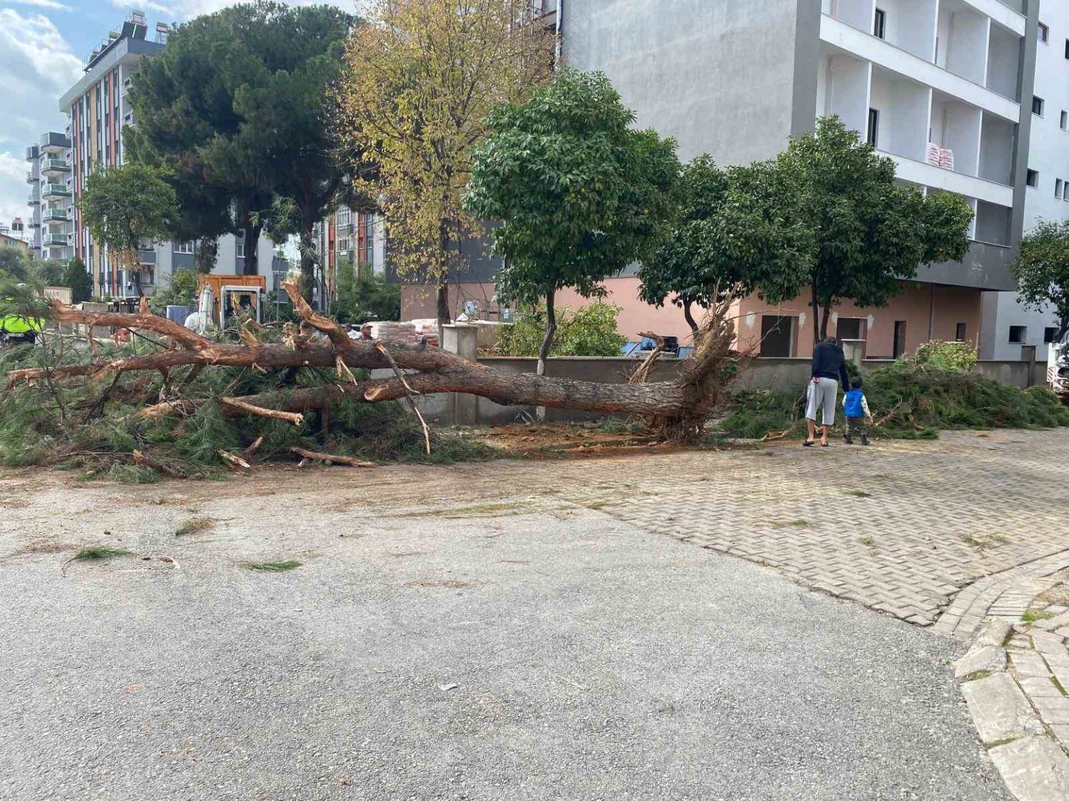 kuruyan-cam-agaci-agirliga-dayanamayarak-yol-devrildi