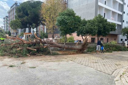 kuruyan-cam-agaci-agirliga-dayanamayarak-yol-devrildi