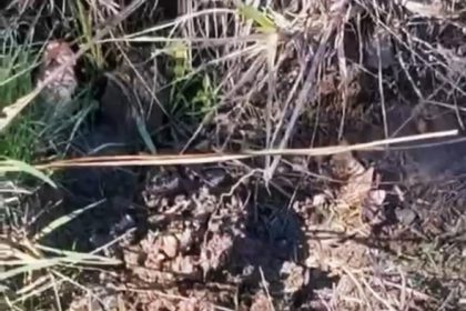 mantar-ararken-dunyanin-en-zehirli-yilanlarindan-engerekle-karsilasti