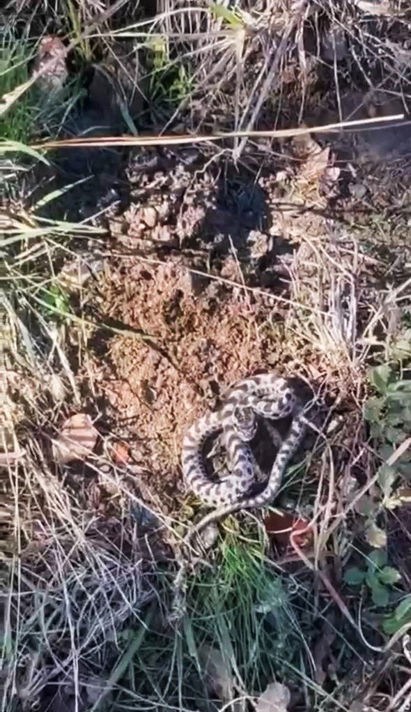 mantar-ararken-dunyanin-en-zehirli-yilanlarindan-engerekle-karsilasti