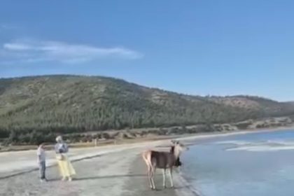 salda-golunun-maskot-geyigi-vatandaslarla-keyifli-anlar-yasadi