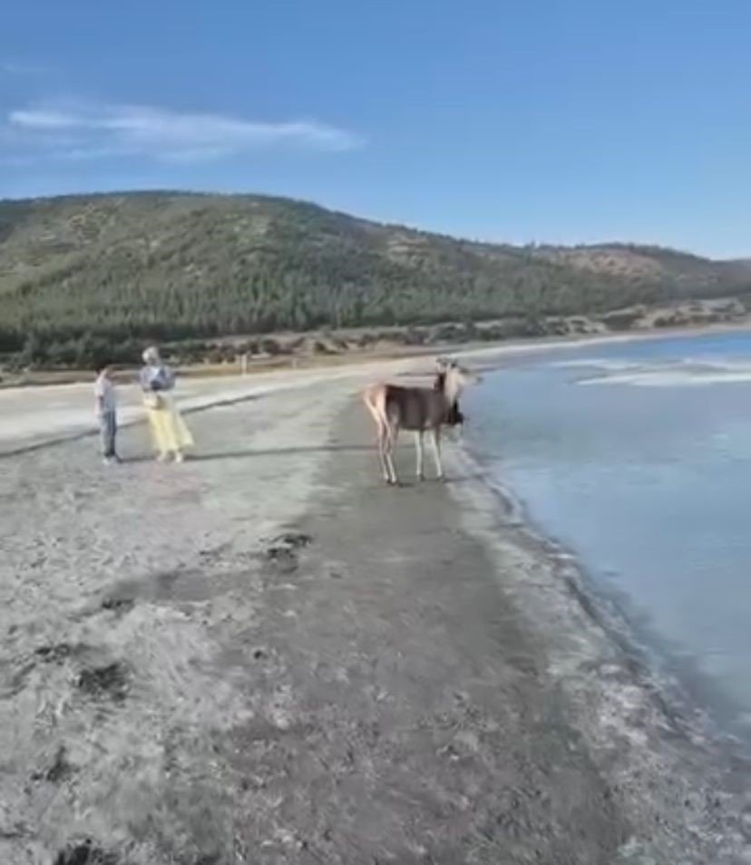 salda-golunun-maskot-geyigi-vatandaslarla-keyifli-anlar-yasadi