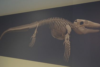 turk-profesor-asyada-ilk-kez-kesfedilen-denizlerin-dinozorunu-anlatti