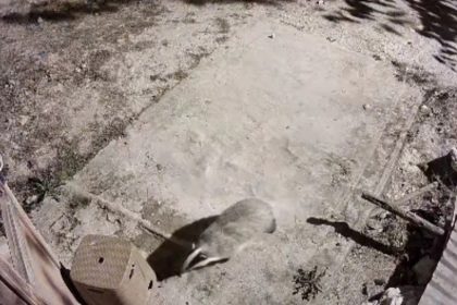 turkiyede-nadir-gorulen-bal-porsugu-ile-sansar-kameralarinda