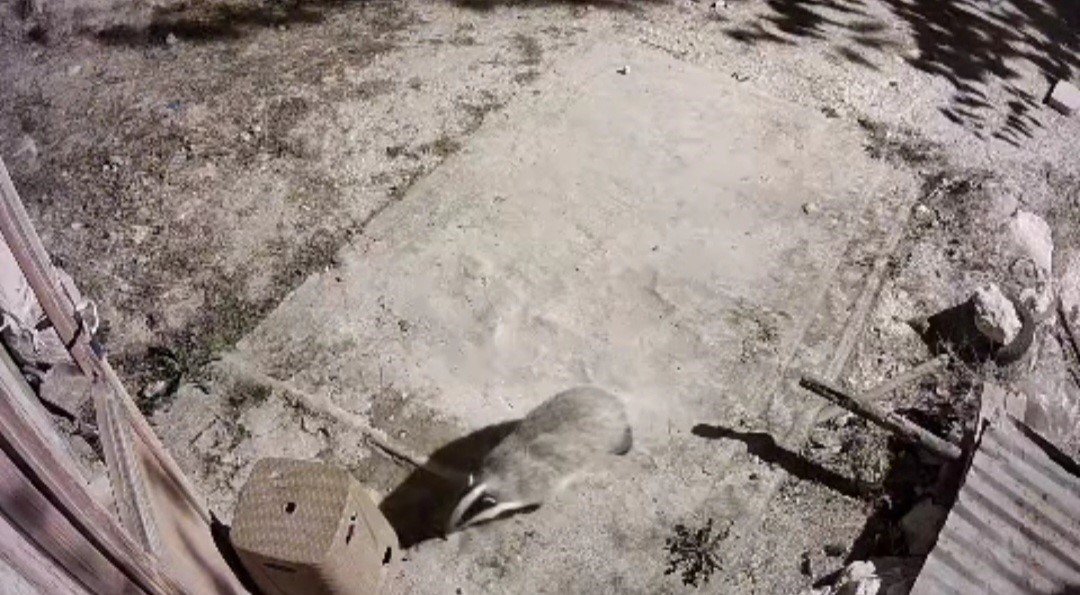 turkiyede-nadir-gorulen-bal-porsugu-ile-sansar-kameralarinda