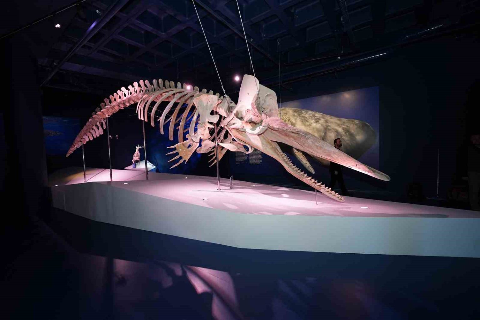 turkiyenin-ilk-balina-iskeleti-sergisi-yogun-ilgi-gormeye-devam-ediyor