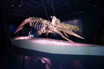 turkiyenin-ilk-balina-iskeleti-sergisi-yogun-ilgi-gormeye-devam-ediyor