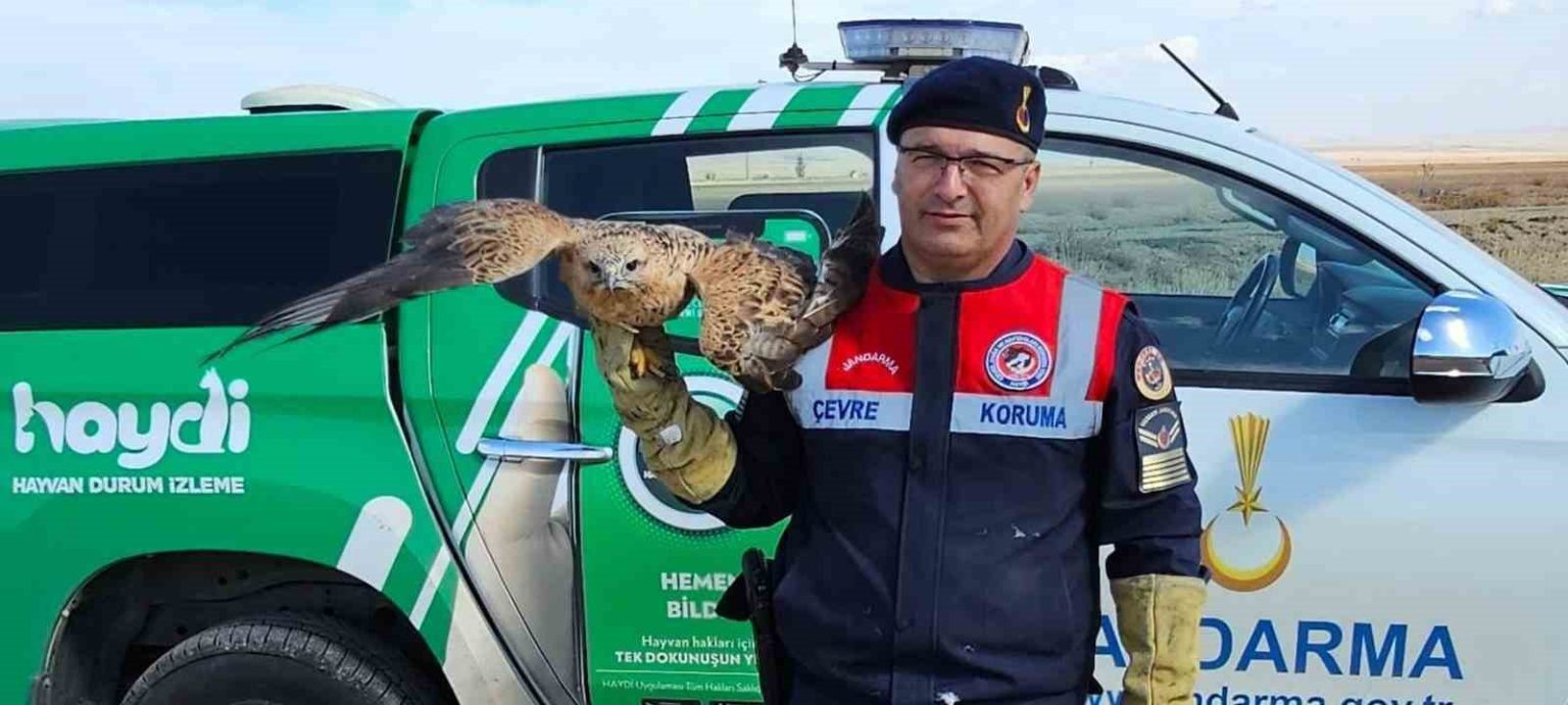 yarali-kizil-sahin-koruma-altina-alindi