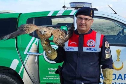 yarali-kizil-sahin-koruma-altina-alindi