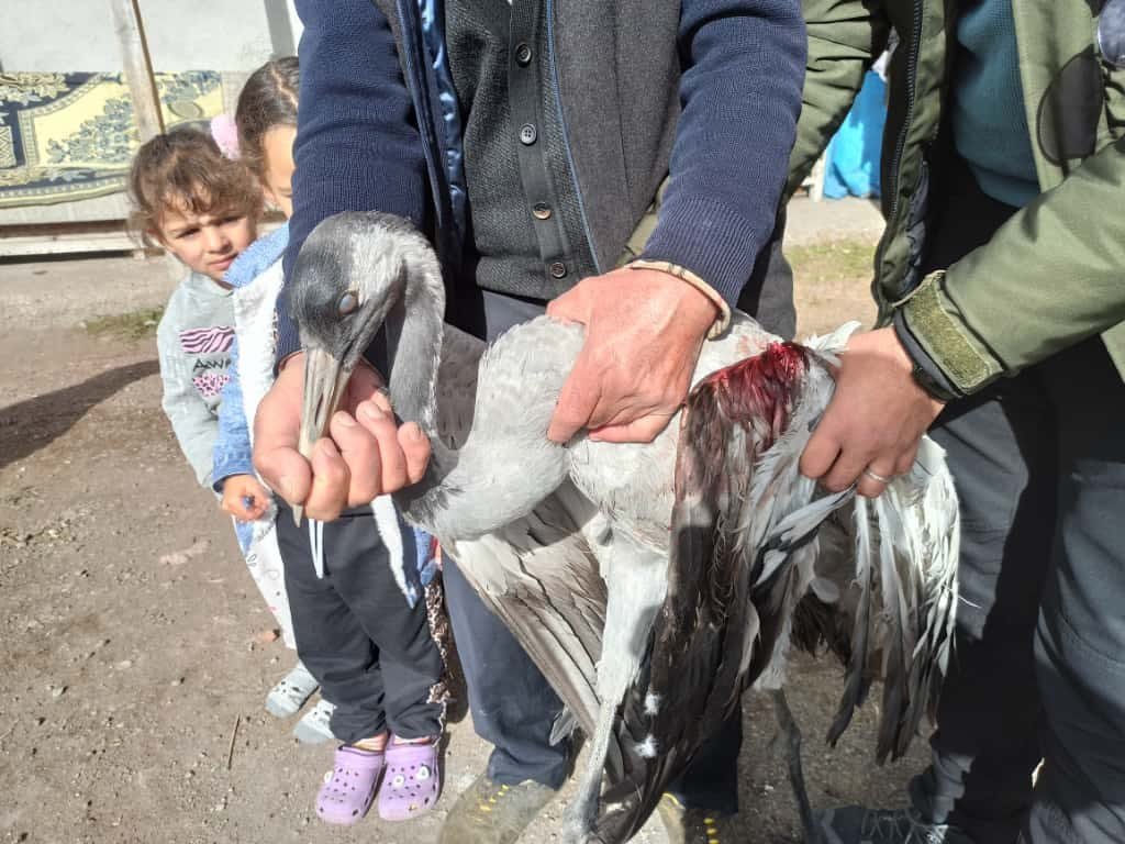 ardahanda-yarali-bulunan-turna-tedaviye-alindi