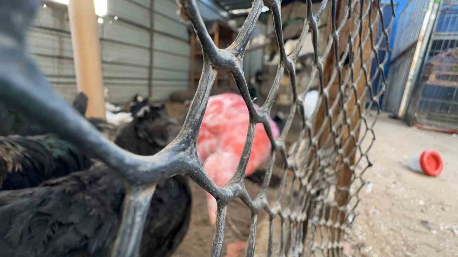 gazzede-bir-cadir-hayvanat-bahcesinin-kalan-canlarina-siginak-oldu