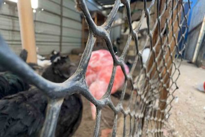 gazzede-bir-cadir-hayvanat-bahcesinin-kalan-canlarina-siginak-oldu