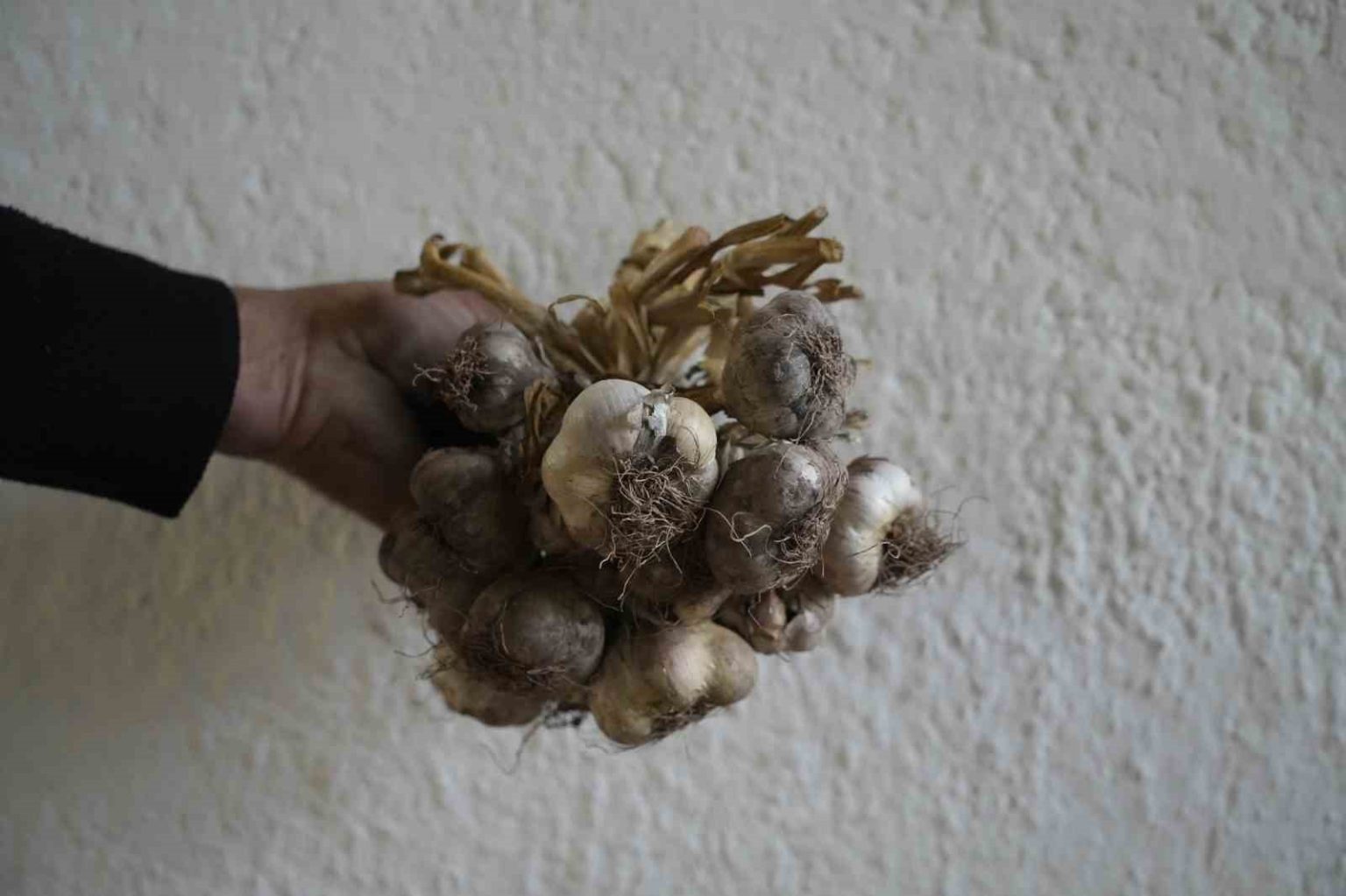 gumushanede-ata-tohumu-siyah-sarimsak-tescil-yolunda