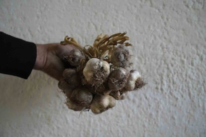 gumushanede-ata-tohumu-siyah-sarimsak-tescil-yolunda