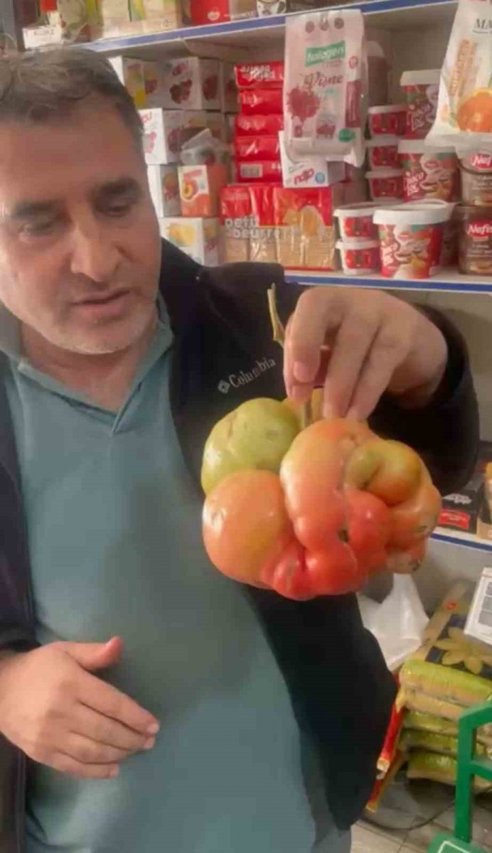 mardinde-1-kilo-400-gramlik-domates-hayrete-dusurdu