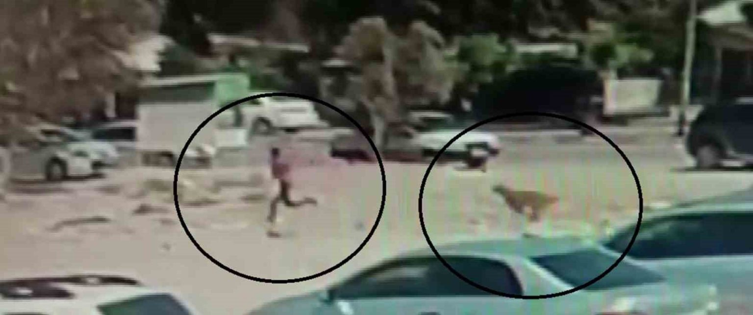 sayilari-10u-bulan-sokak-kopekleri-cocuga-korku-dolu-anlar-yasatti