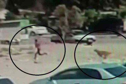 sayilari-10u-bulan-sokak-kopekleri-cocuga-korku-dolu-anlar-yasatti