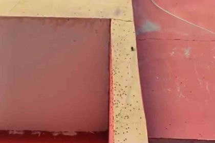 siirtte-bazi-evlerin-duvarlari-sineklerle-kaplandi