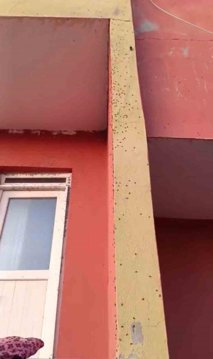 siirtte-bazi-evlerin-duvarlari-sineklerle-kaplandi