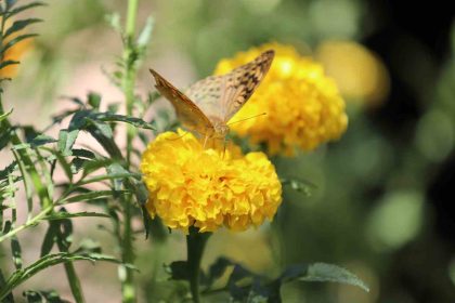 sirnakta-soguklar-geldi-kelebeklerin-son-dansi-basladi