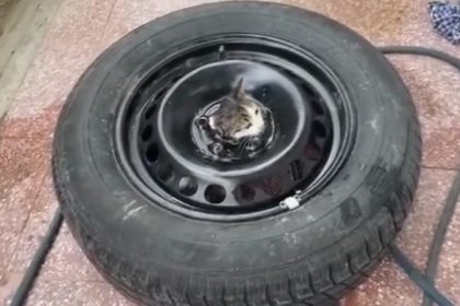 stepneye-sikisan-yavru-kediyi-itfaiye-kurtardi