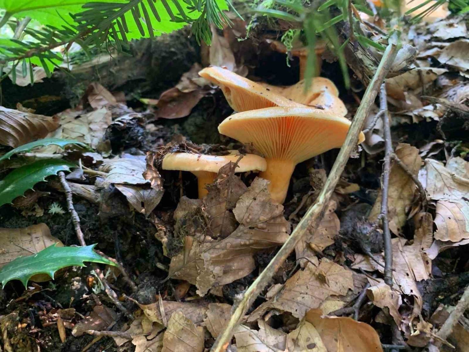 yagislarla-birlikte-artan-dogada-mantar-dikkat