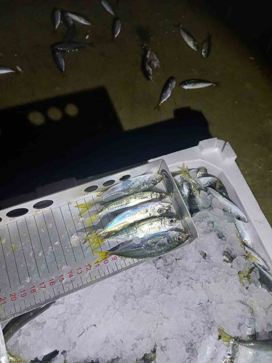 yasal-boy-denetimi-bin-845-kilo-istavrite-el-konuldu